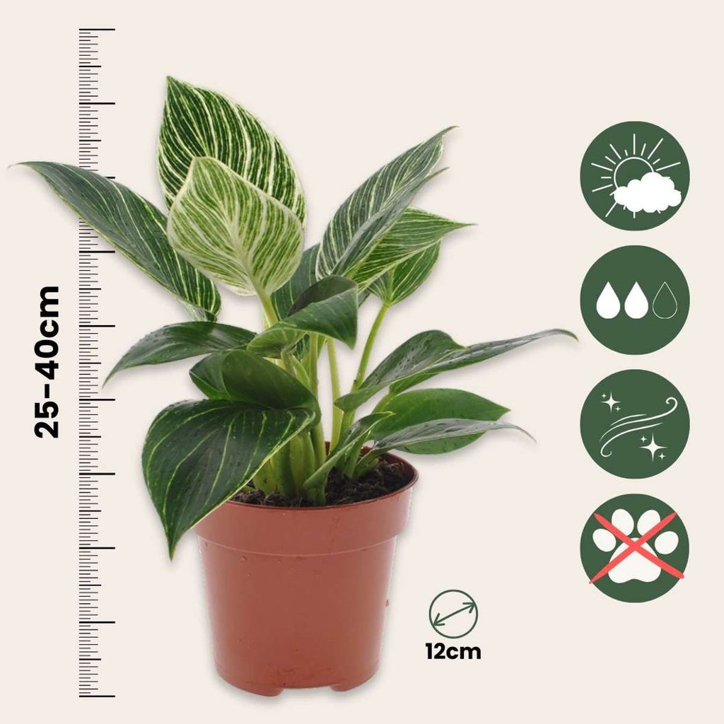 Sweetheart Plant - 2 pcs. - Philodendron 'White Wave' - Height 25-40cm - ⌀12cm