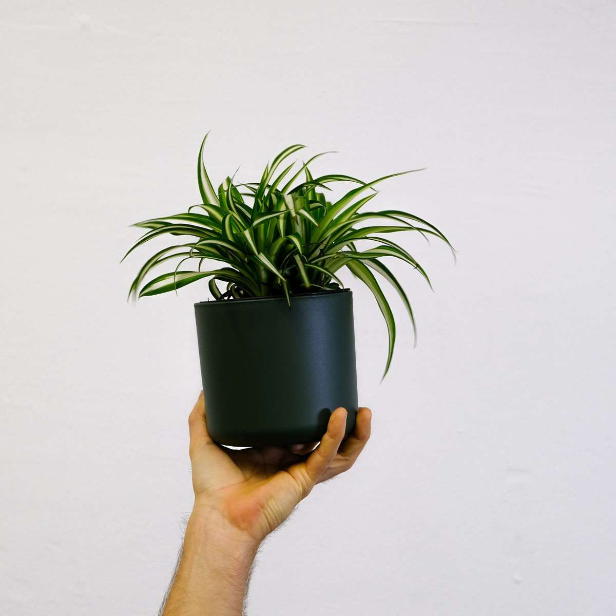 Spider plant - Chlorophytum comosum 'Atlantic' - Height 25-40cm - ⌀12cm
