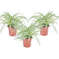 Spider plant - 3 pcs. - Chlorophytum comosum 'Atlantic' - Height 25-40cm - ⌀12cm