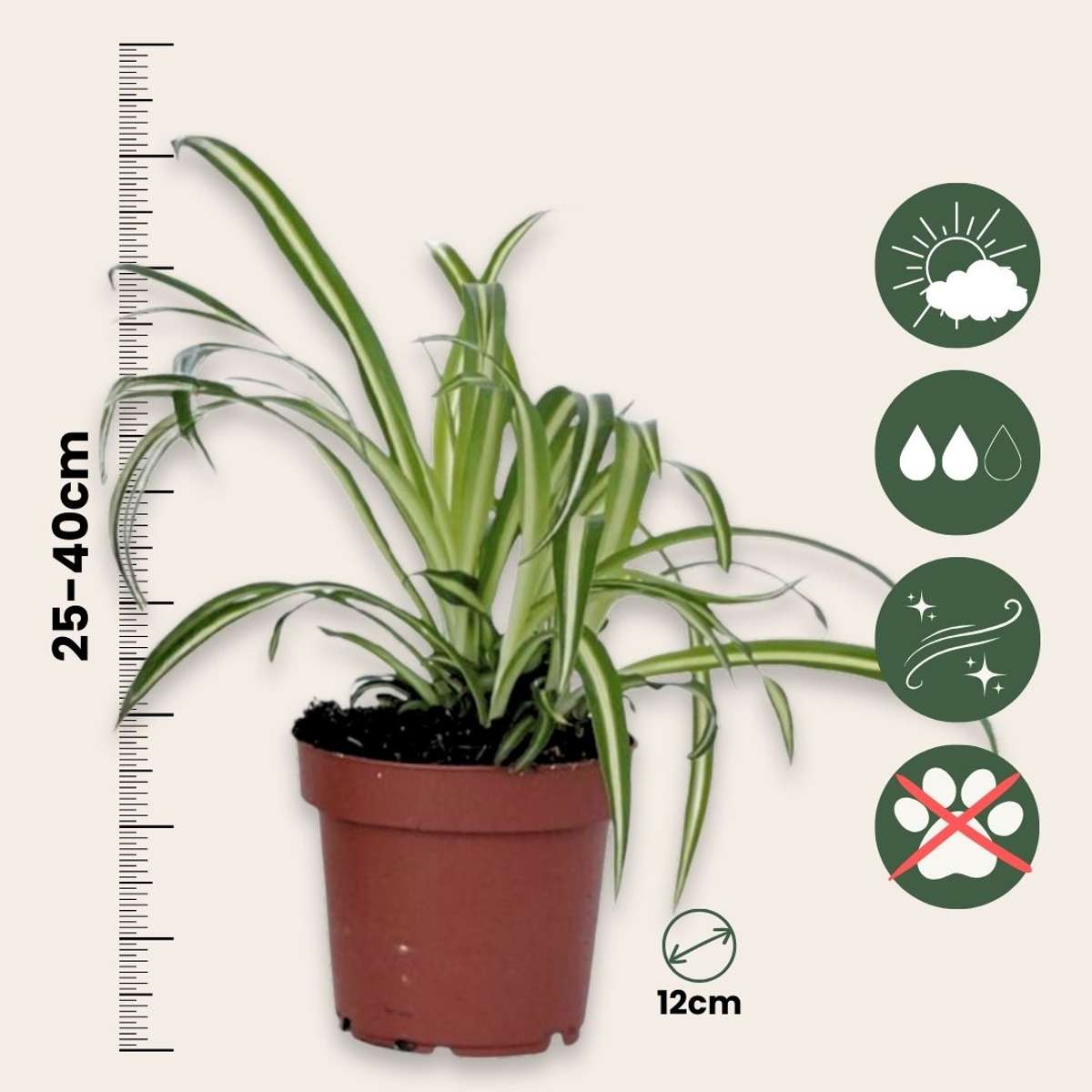 Spider plant - 3 pcs. - Chlorophytum comosum 'Atlantic' - Height 25-40cm - ⌀12cm