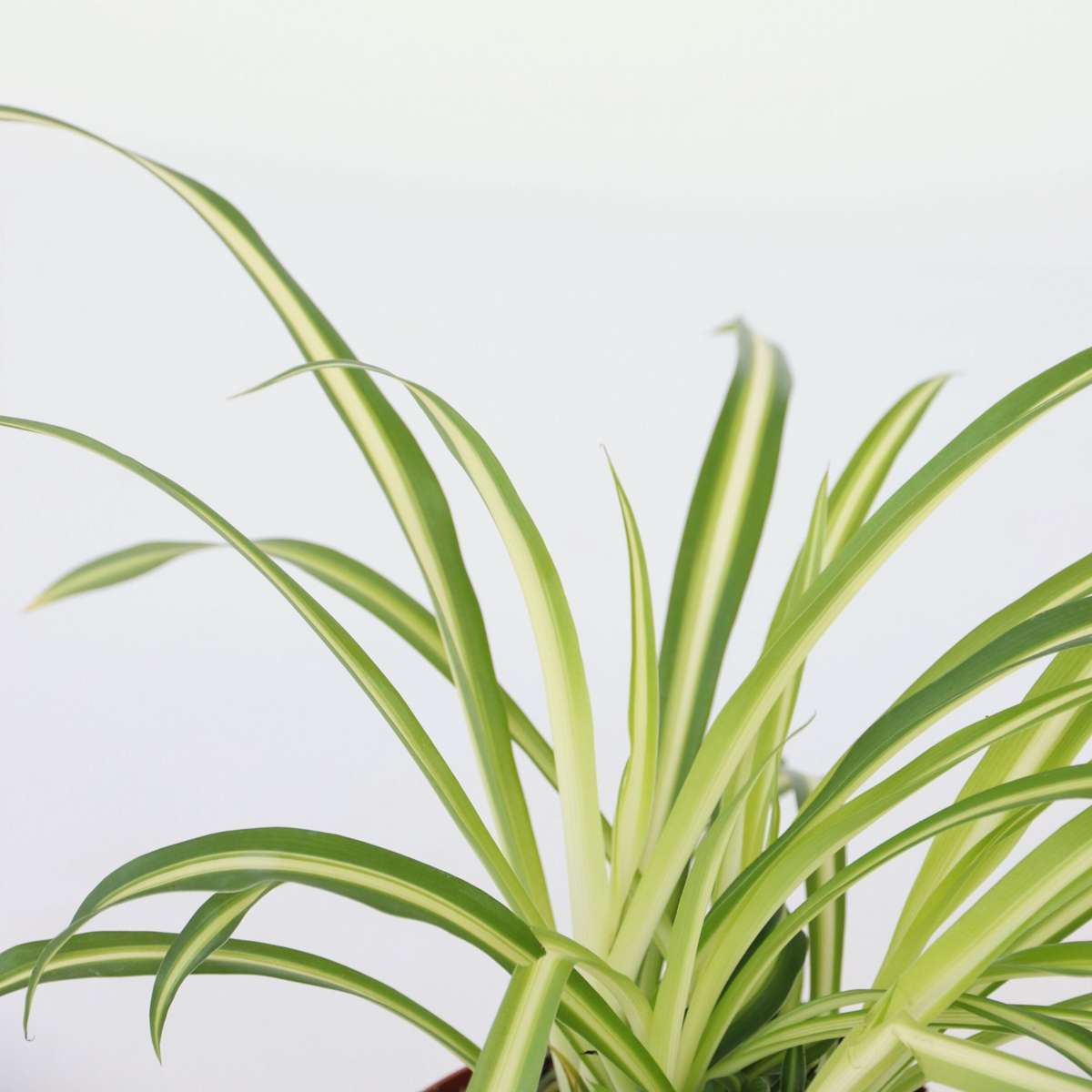 Spider plant - 6 pcs. - Chlorophytum comosum 'Atlantic' - Height 25-40cm - ⌀12cm