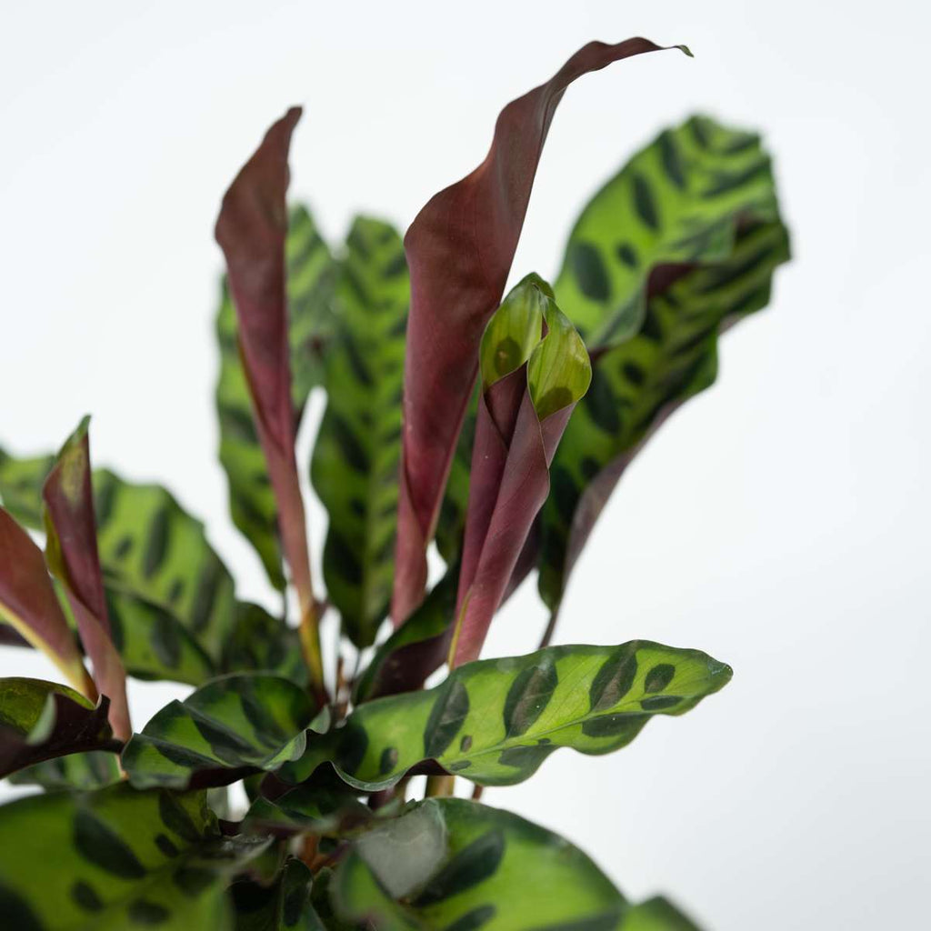 Rattlesnake plant - Goeppertia insignis - Height 30-40cm - ⌀12cm