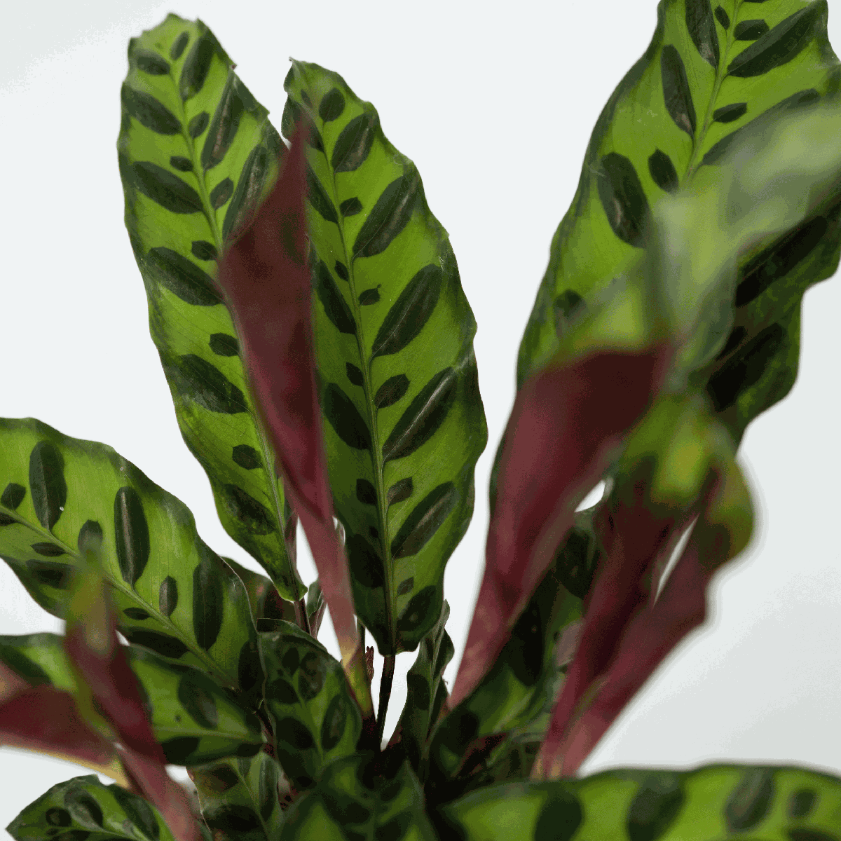 Rattlesnake plant - 2 pcs. - Goeppertia insignis - Height 30-40cm - ⌀12cm