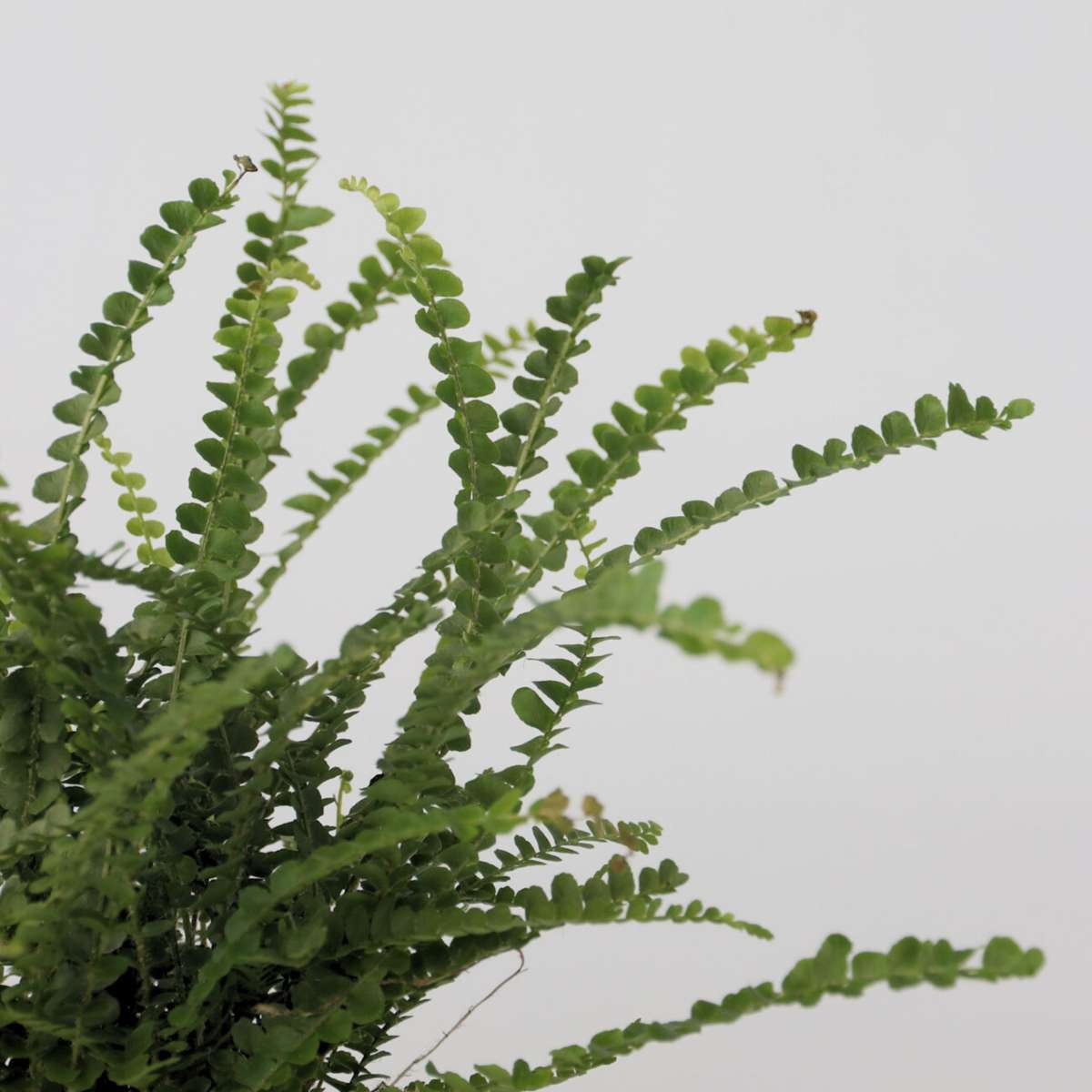 Sword fern - Nephrolepis 'Duffii' - Height 25-40cm - ⌀12cm
