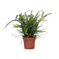 Sword fern - Nephrolepis 'Duffii' - Height 25-40cm - ⌀12cm