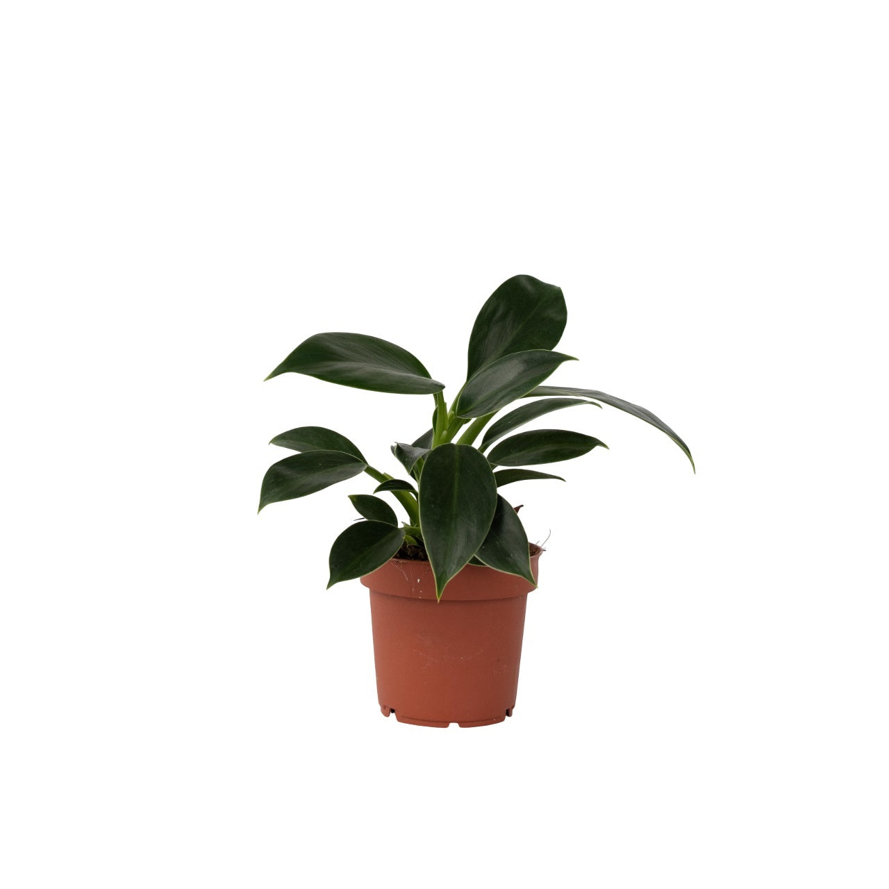 Sweetheart Plant - Philodendron 'Green Princess' - Height 20-30cm - ⌀12cm