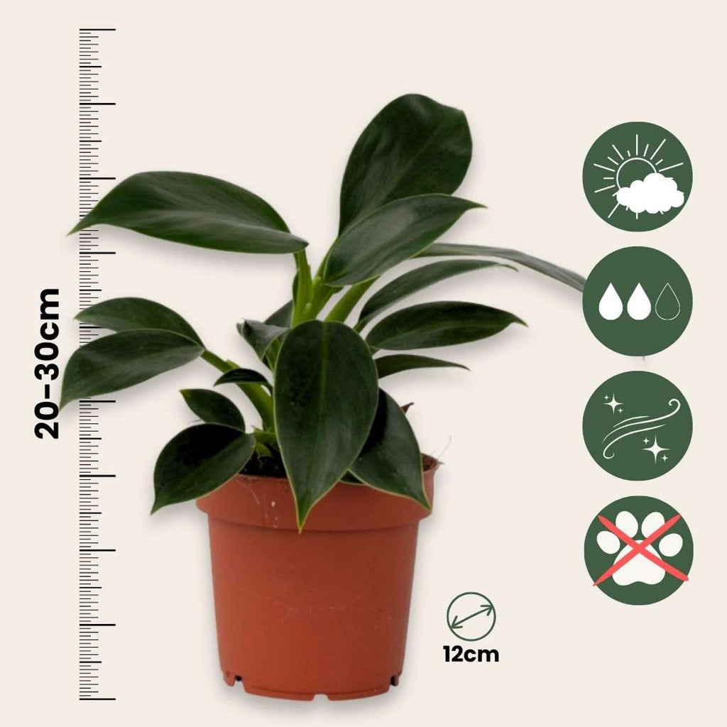 Sweetheart Plant - Philodendron 'Green Princess' - Height 20-30cm - ⌀12cm