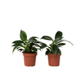 Sweetheart Plant - 2 pcs. - Philodendron 'Green Princess' - H20-30cm - ⌀12cm