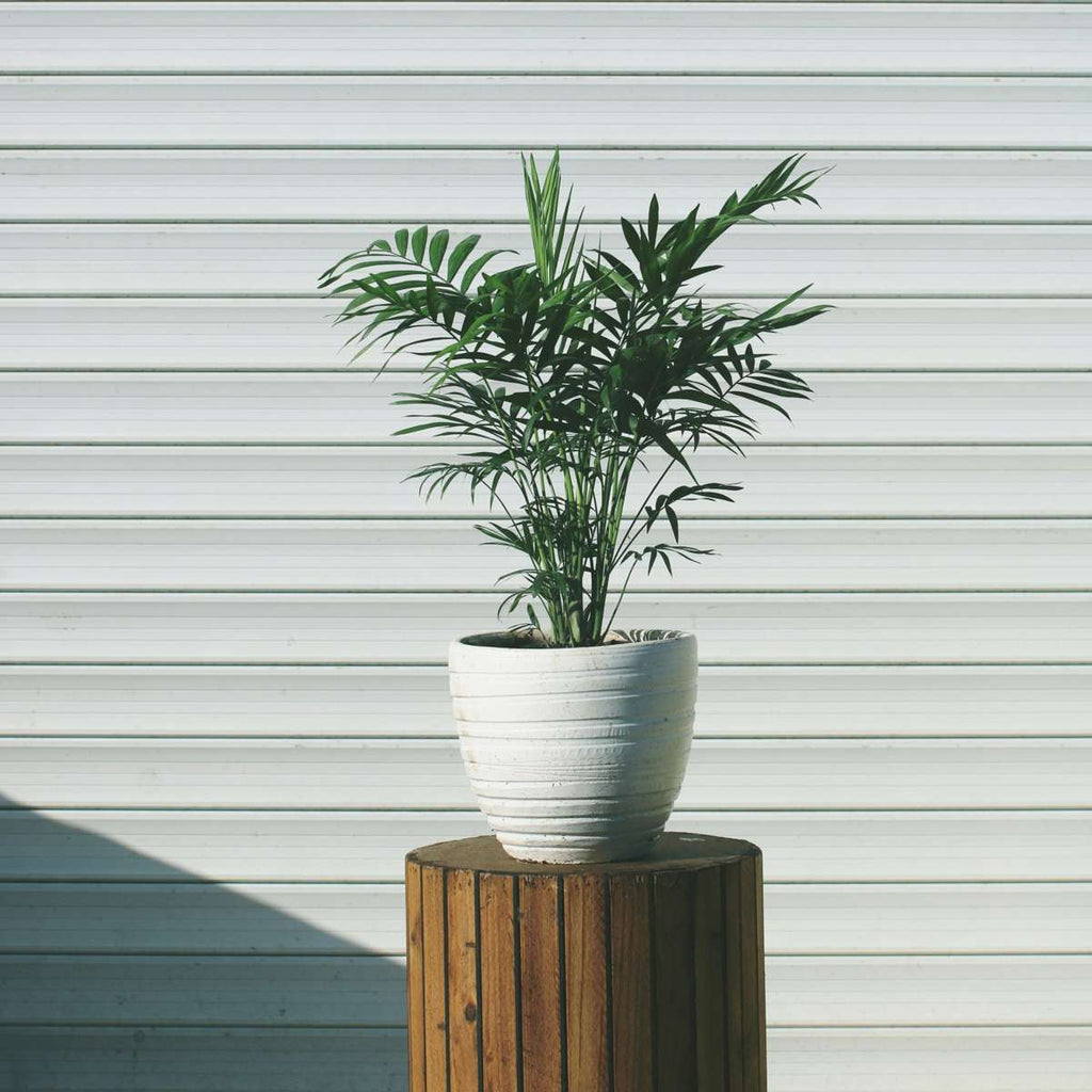 Parlour Palm - Chamaedorea elegans - Height 30-40cm - ⌀12cm
