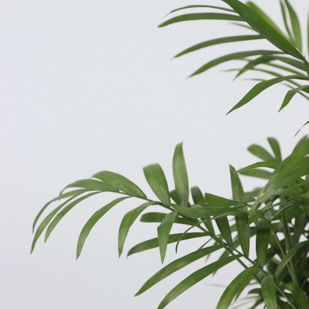 Parlour Palm - Chamaedorea elegans - Height 30-40cm - ⌀12cm