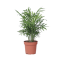 Parlour Palm - Chamaedorea elegans - Height 30-40cm - ⌀12cm