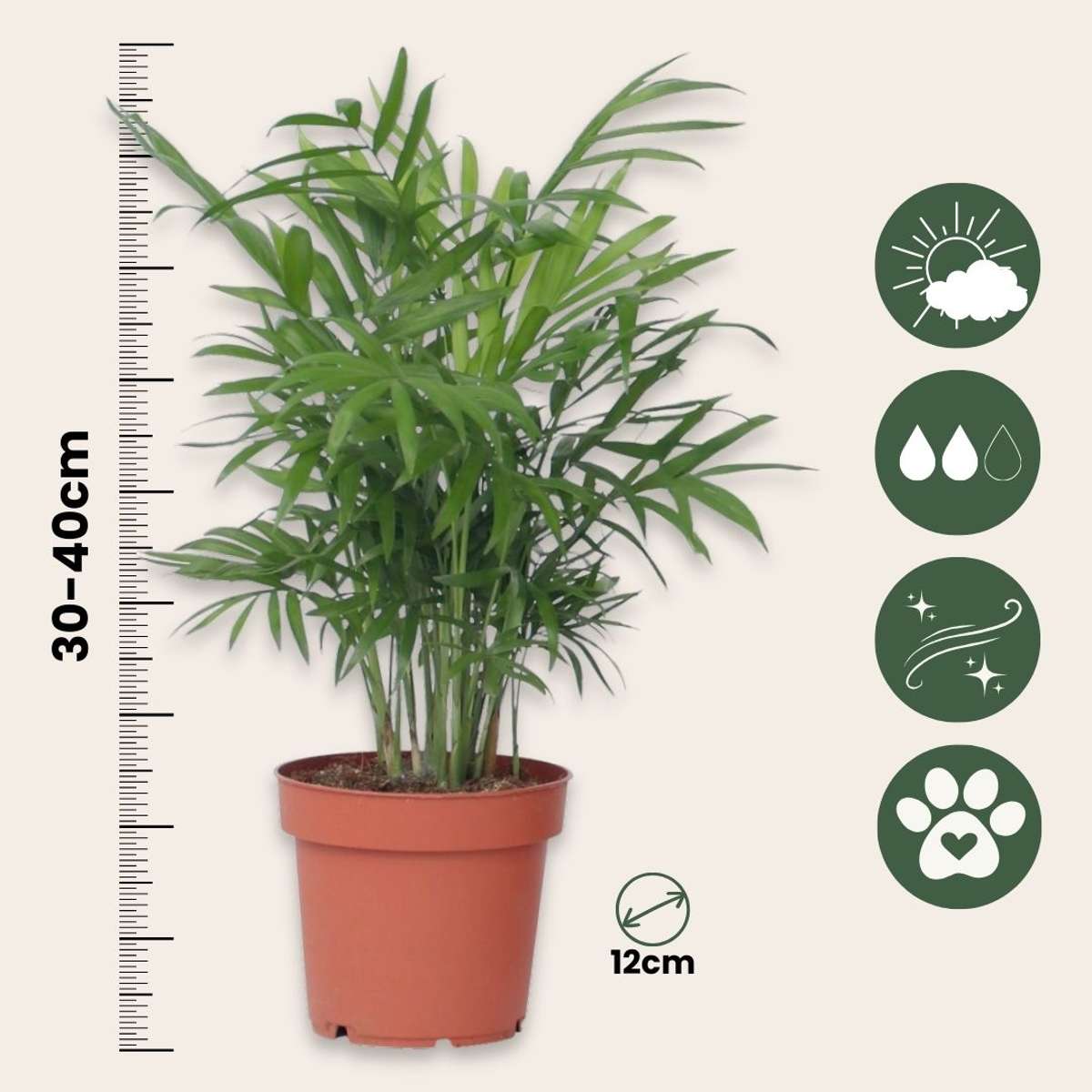 Parlour Palm - Chamaedorea elegans - Height 30-40cm - ⌀12cm
