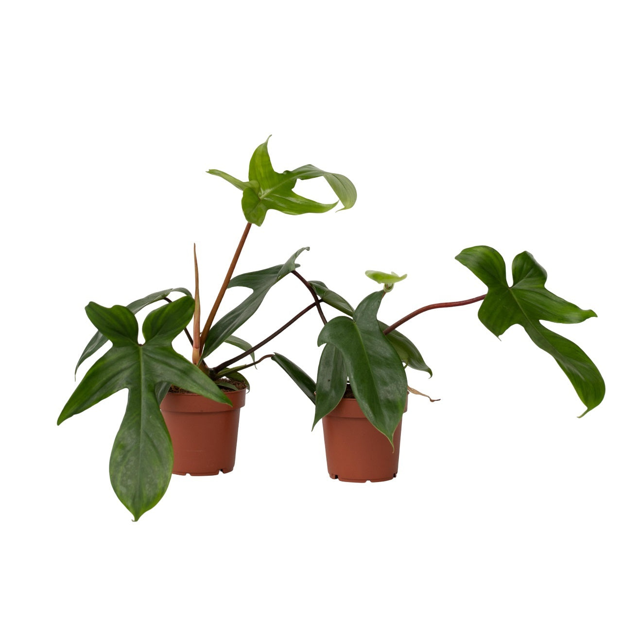Sweetheart Plant - 2 pcs. - Philodendron 'Florida Green' - H20-30cm - ⌀12cm