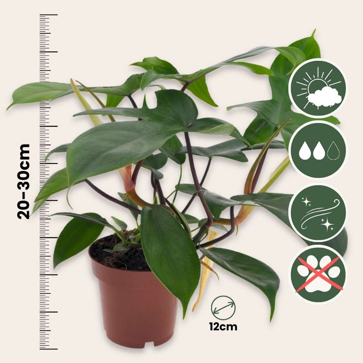 Sweetheart Plant - 2 pcs. - Philodendron 'Florida Green' - H20-30cm - ⌀12cm