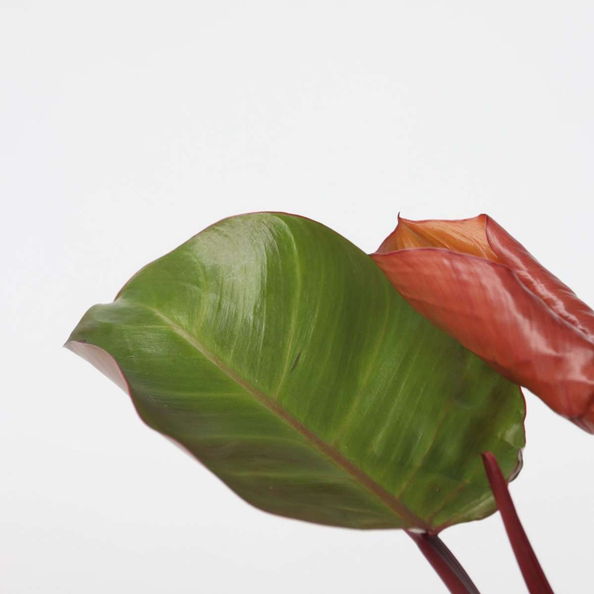 Sweetheart Plant - Philodendron 'Sun Light' - Height 20-30cm - ⌀12cm