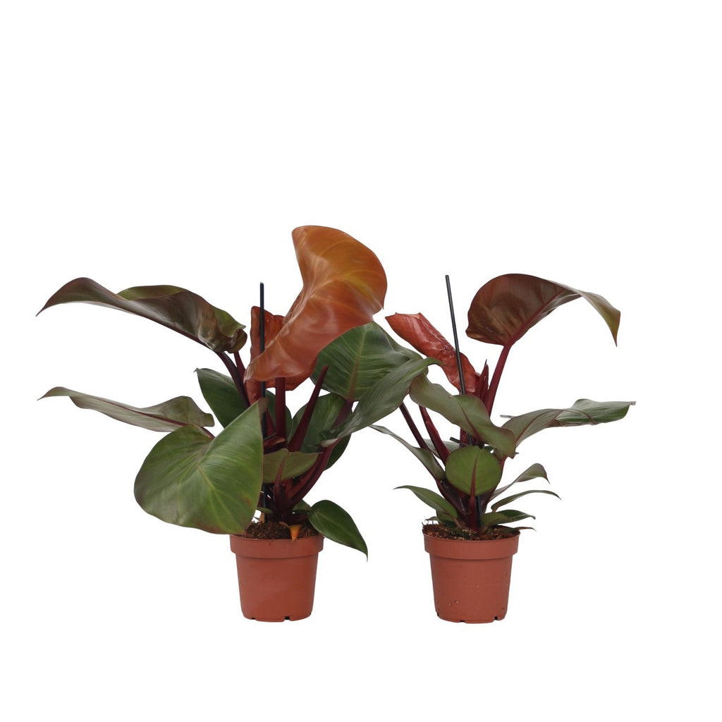 Sweetheart Plant - 2 pcs. - Philodendron 'Sun Light' - Height 20-30cm - ⌀12cm