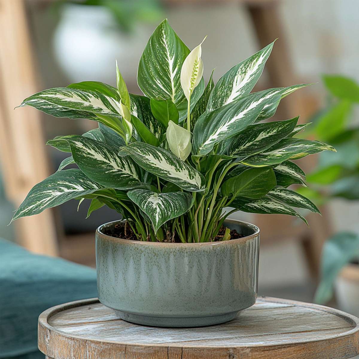Peace lilly - Spathiphyllum 'Diamond' - Height 40-50cm - ⌀12cm