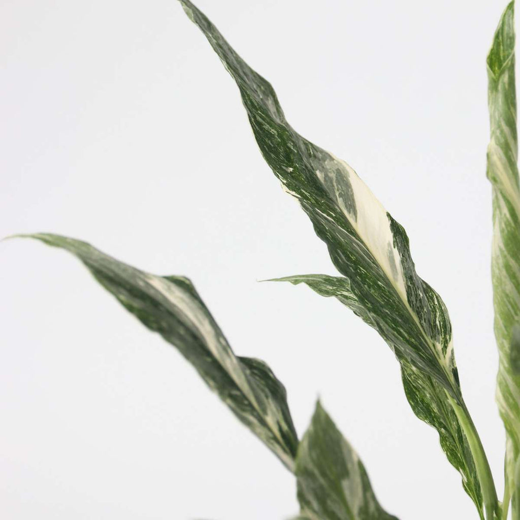Peace lilly - Spathiphyllum 'Diamond' - Height 40-50cm - ⌀12cm