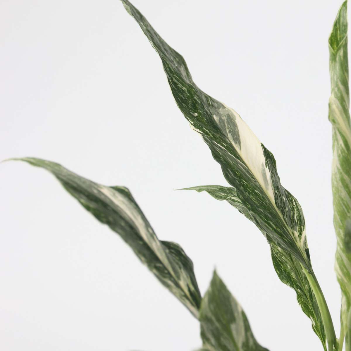 Peace lilly - Spathiphyllum 'Diamond' - Height 40-50cm - ⌀12cm