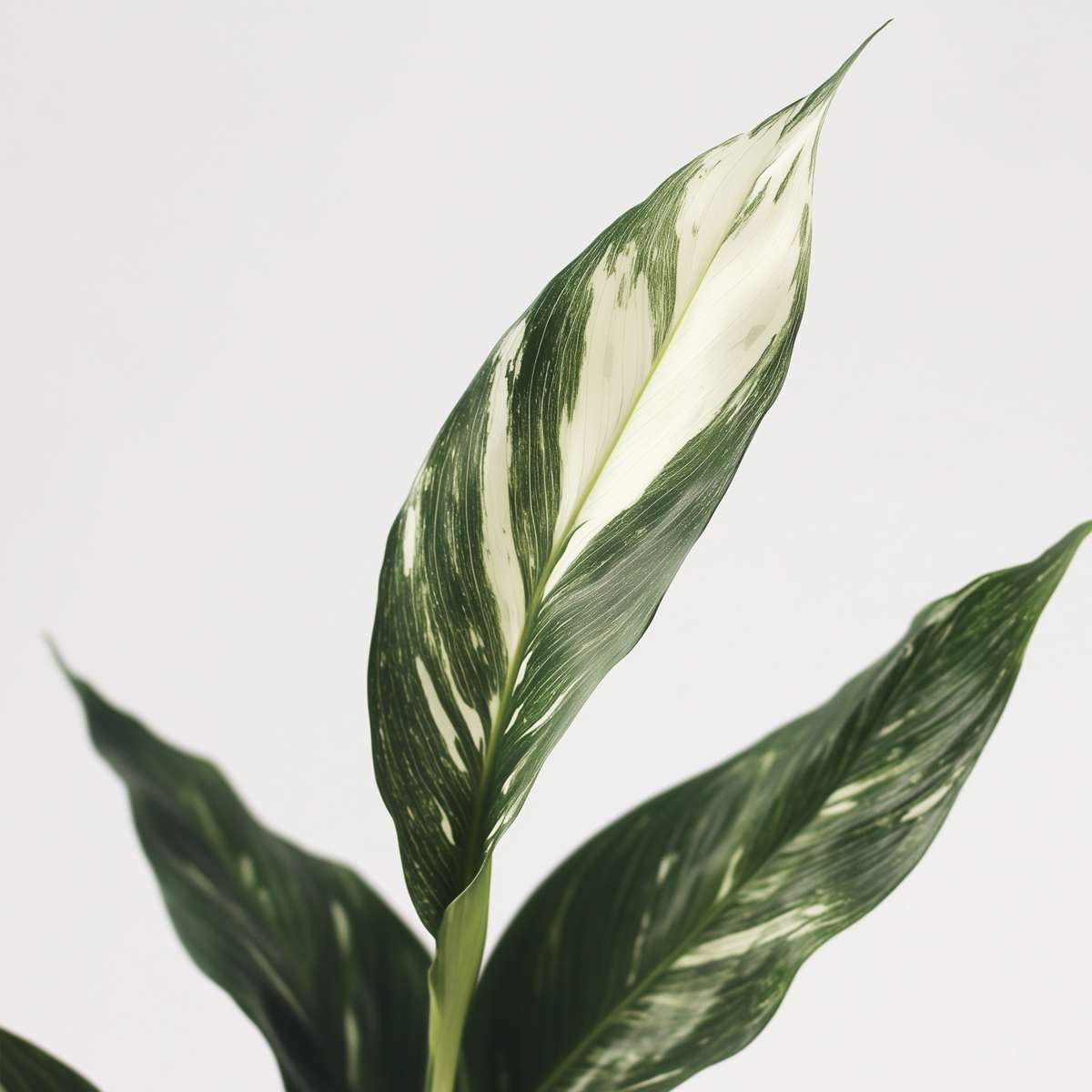 Peace lilly - Spathiphyllum 'Diamond' - Height 40-50cm - ⌀12cm