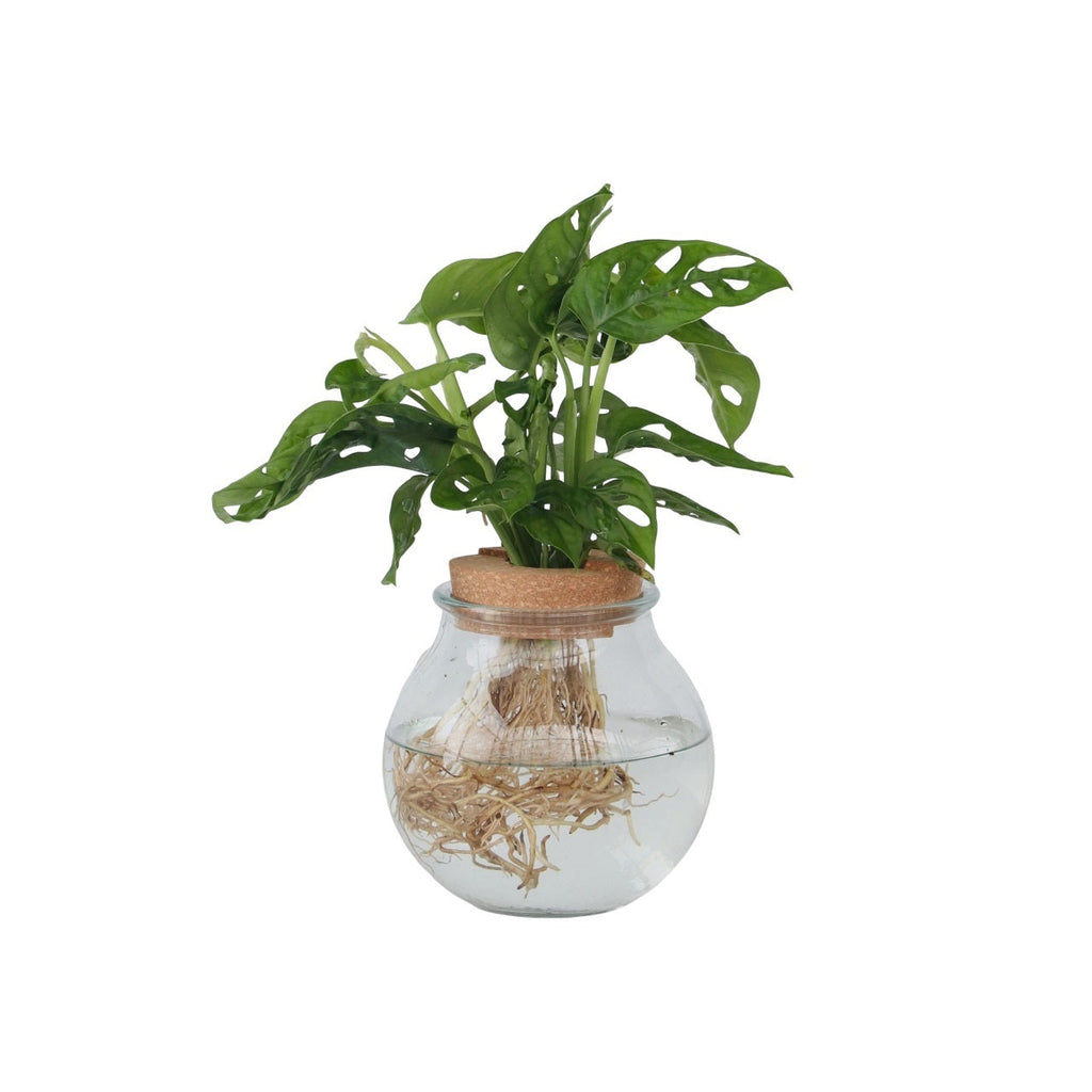 Mini Swiss Cheese Plant - Monstera 'Monkey Mask' - Height 25-35cm - ⌀20cm