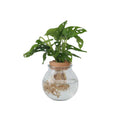 Mini Swiss Cheese Plant - Monstera 'Monkey Mask' - Height 25-35cm - ⌀20cm