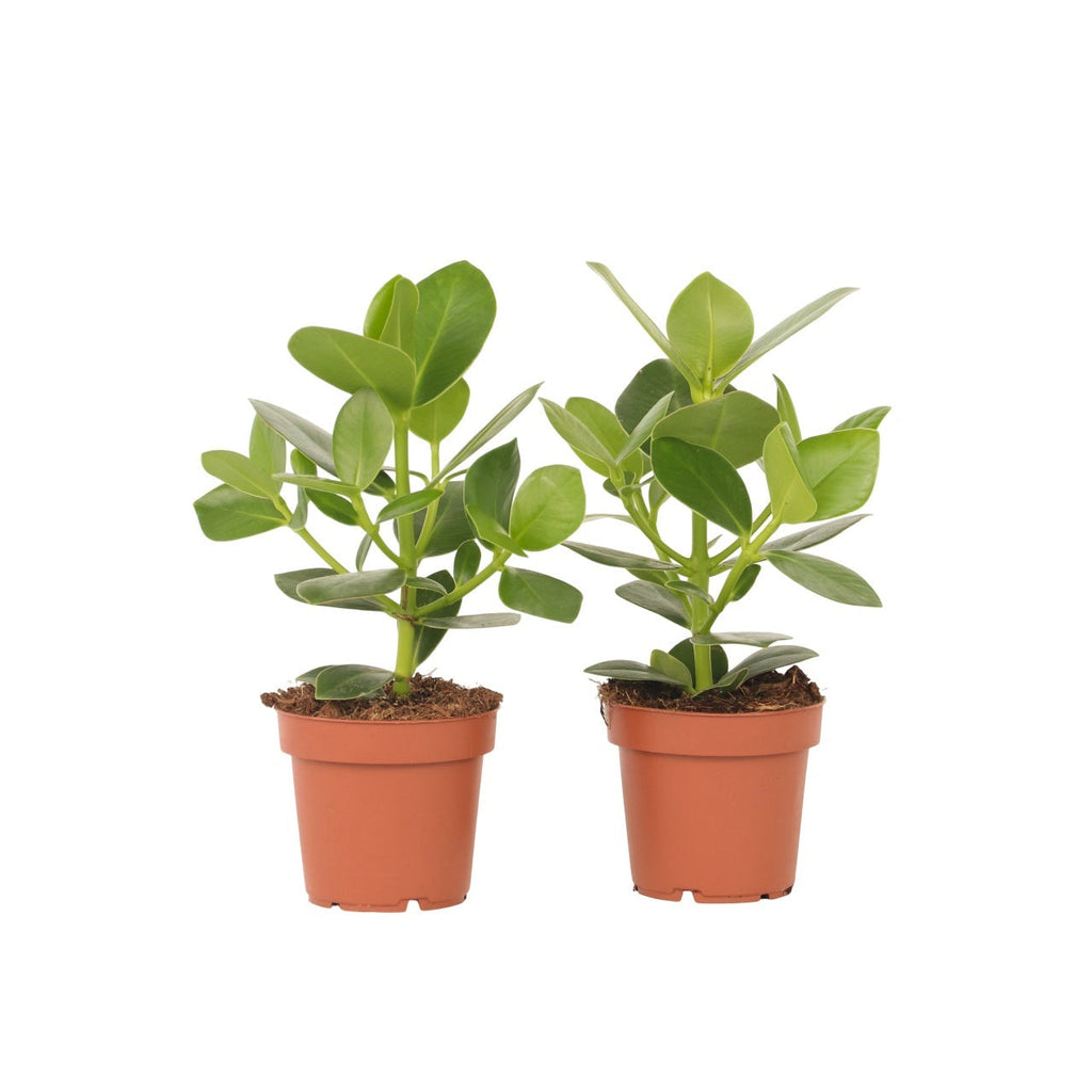 Autograph tree - 2 pcs. - Clusia rosea 'Princess' - Height 25-35cm - ⌀12cm