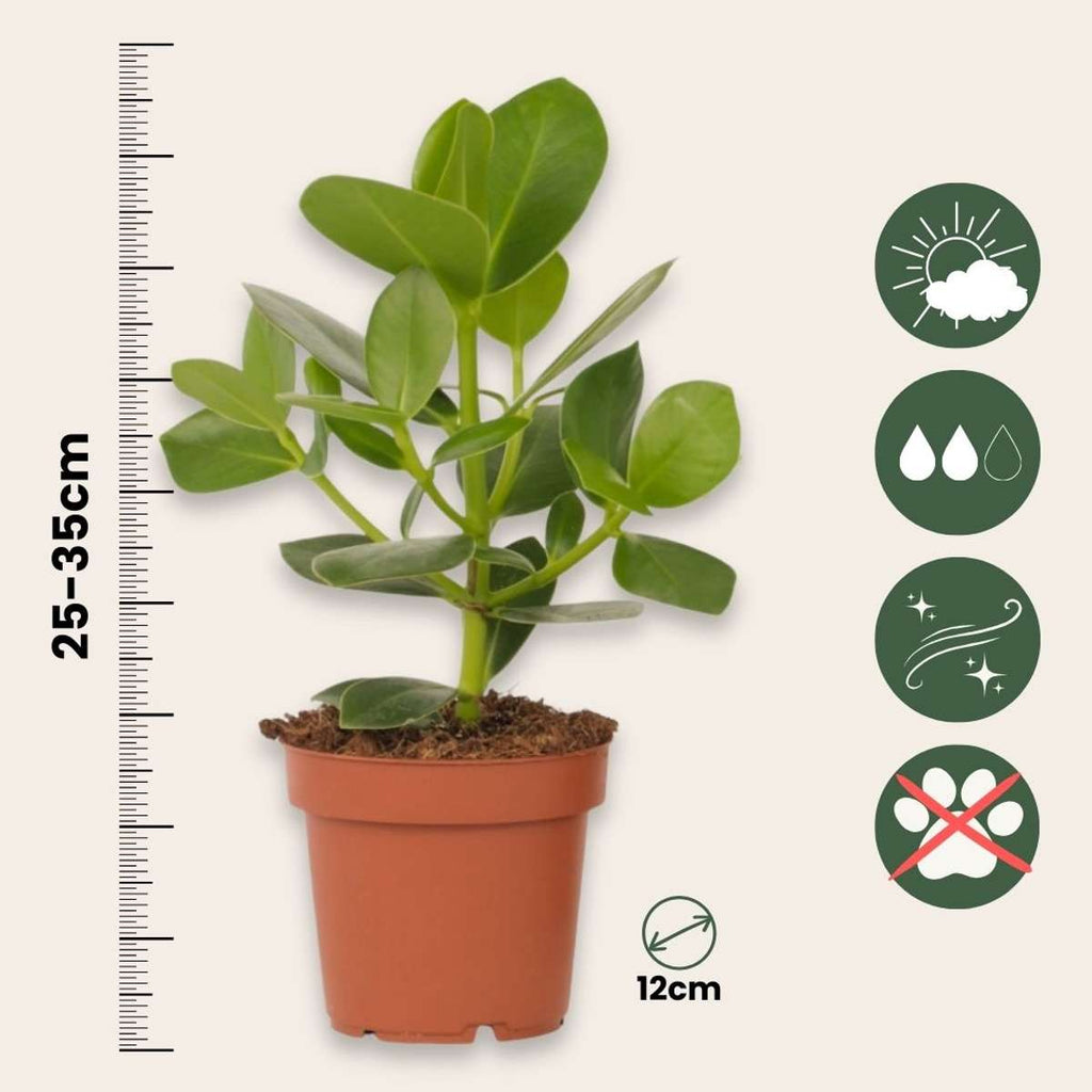 Autograph tree - 2 pcs. - Clusia rosea 'Princess' - Height 25-35cm - ⌀12cm
