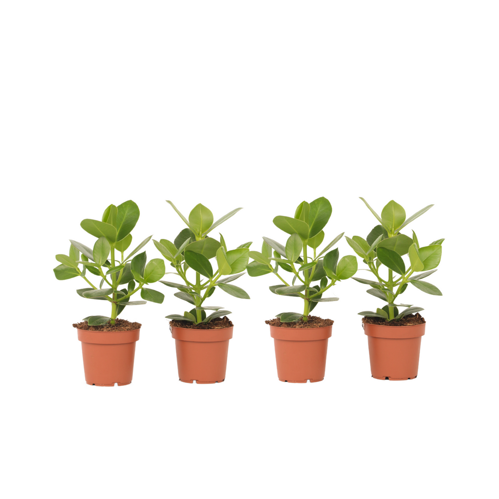 Autograph tree - 4 pcs. - Clusia rosea 'Princess' - Height 25-35cm - ⌀12cm