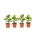 Autograph tree - 4 pcs. - Clusia rosea 'Princess' - Height 25-35cm - ⌀12cm