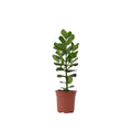 Autograph tree - Clusia rosea 'Princess' - Height 50-60cm - ⌀17cm