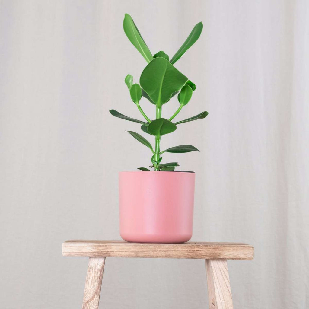 Autograph tree - 2 pcs. - Clusia rosea 'Princess' - Height 50-60cm - ⌀17cm