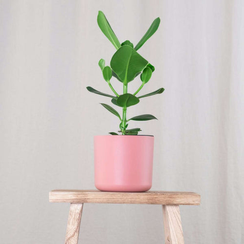 Autograph tree - 2 pcs. - Clusia rosea 'Princess' - Height 50-60cm - ⌀17cm