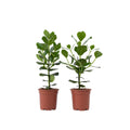 Autograph tree - 2 pcs. - Clusia rosea 'Princess' - Height 50-60cm - ⌀17cm