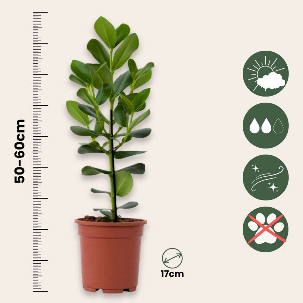 Autograph tree - 2 pcs. - Clusia rosea 'Princess' - Height 50-60cm - ⌀17cm
