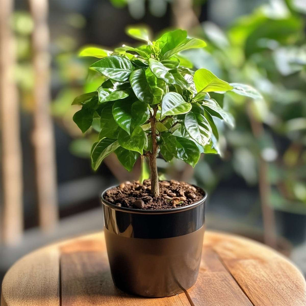 Coffee plant - Coffea arabica - Height 25-40cm - ⌀12cm