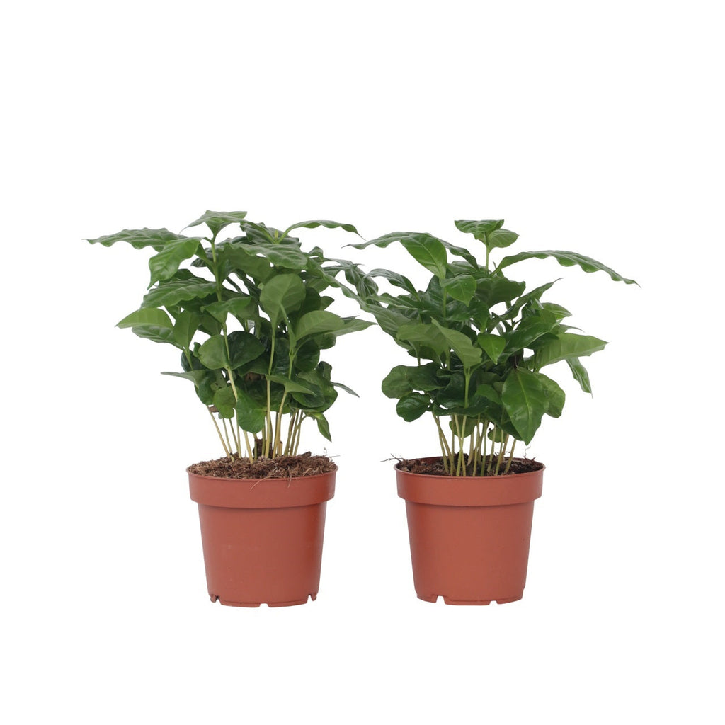 Coffee plant - 2 pcs. - Coffea arabica - Height 25-40cm - ⌀12cm