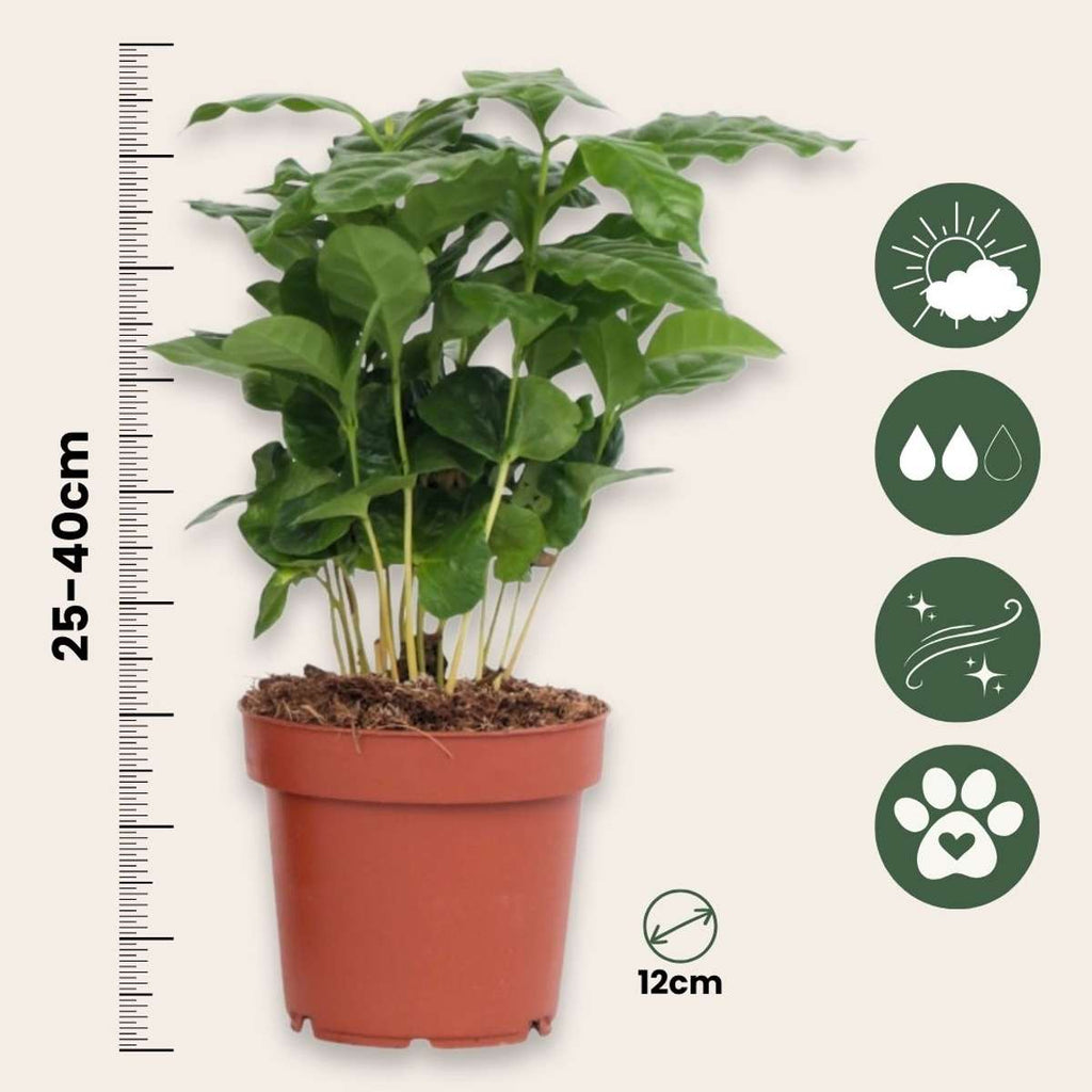 Coffee plant - 2 pcs. - Coffea arabica - Height 25-40cm - ⌀12cm