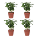 Coffee plant - 4 pcs. - Coffea arabica - Height 25-40cm - ⌀12cm
