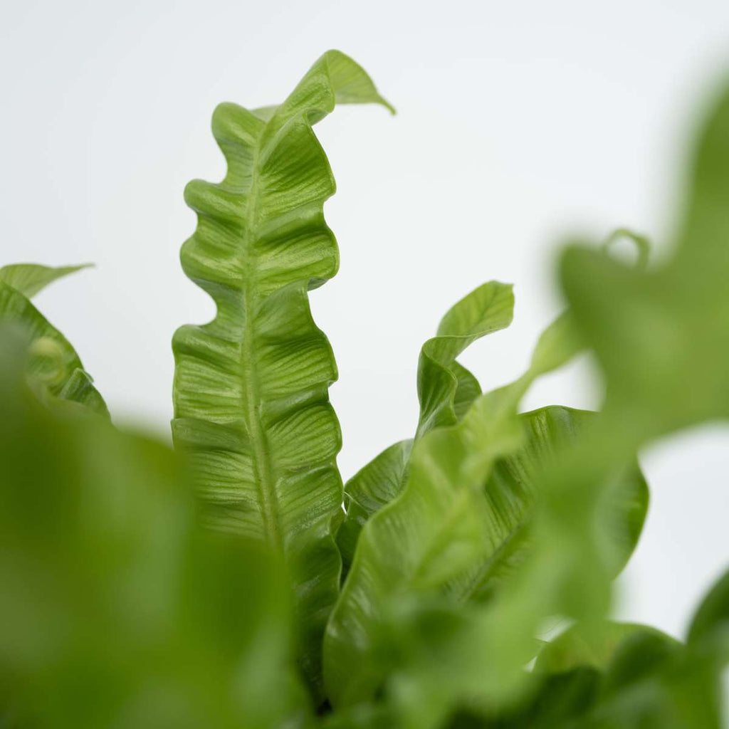 Bird's nest fern - Asplenium nidus 'Crispy Wave' - Height 25-40cm - ⌀12cm