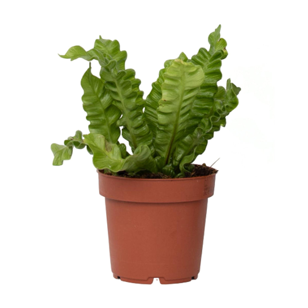 Bird's nest fern - Asplenium nidus 'Crispy Wave' - Height 25-40cm - ⌀12cm