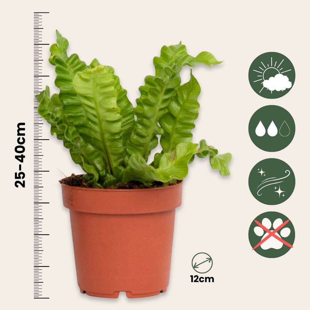 Bird's nest fern - Asplenium nidus 'Crispy Wave' - Height 25-40cm - ⌀12cm