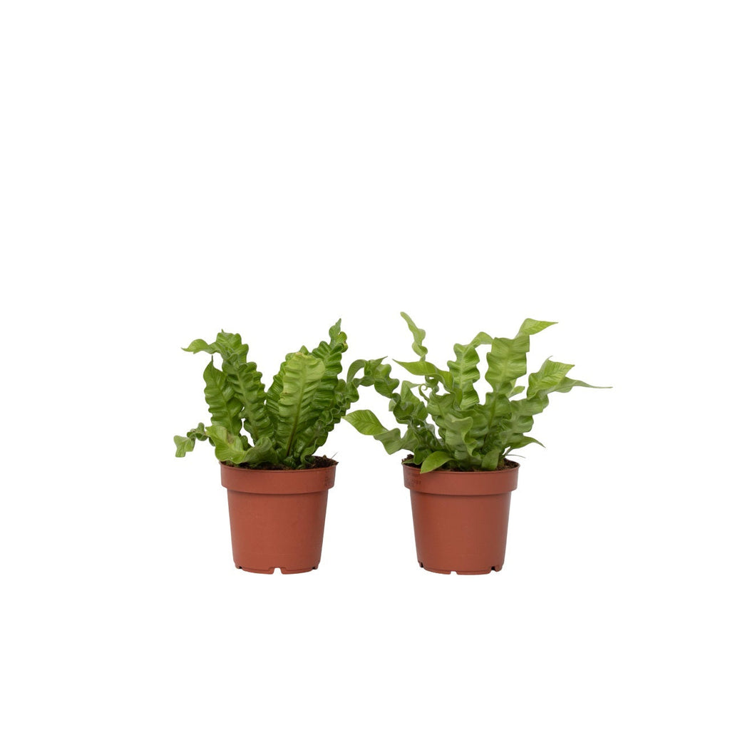 Bird's nest fern - 2 pcs. - Asplenium nidus 'Crispy Wave' - H25-40cm - ⌀12cm
