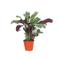 Never Never Plant - Ctenanthe 'burle-marxii' - Height 25-40cm - ⌀12cm