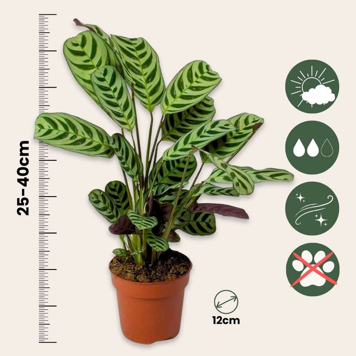 Never Never Plant - 2 pcs. - Ctenanthe 'burle-marxii' - Height 25-40cm - ⌀12cm