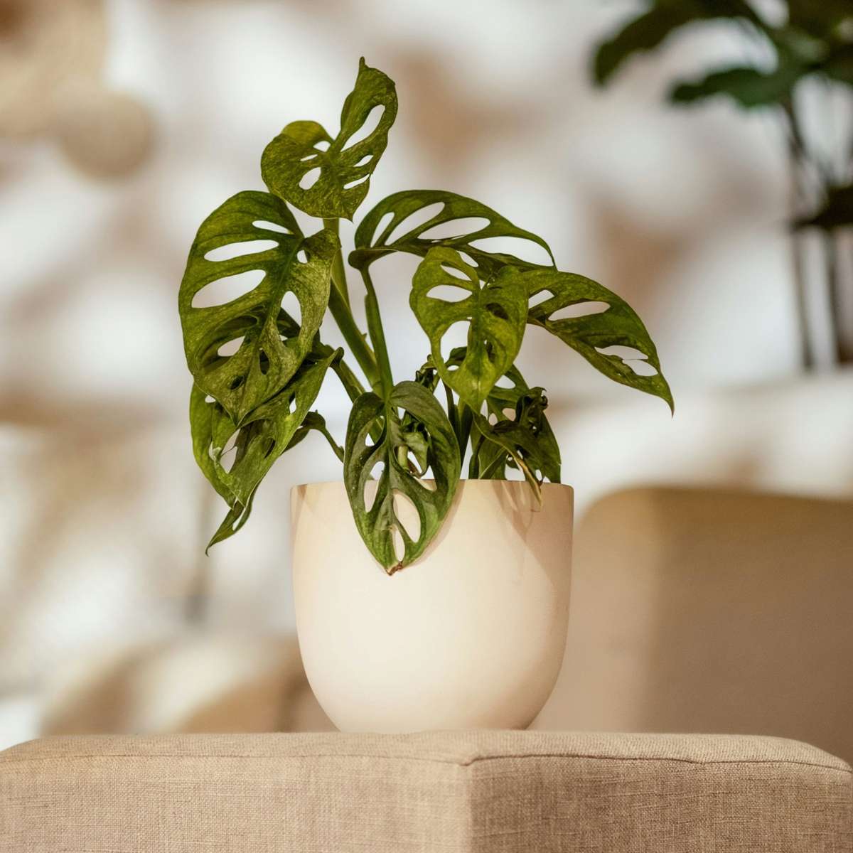 Mini Swiss Cheese Plant - Monstera adansonii 'Monkey Mask' - H25-30cm - ⌀12cm