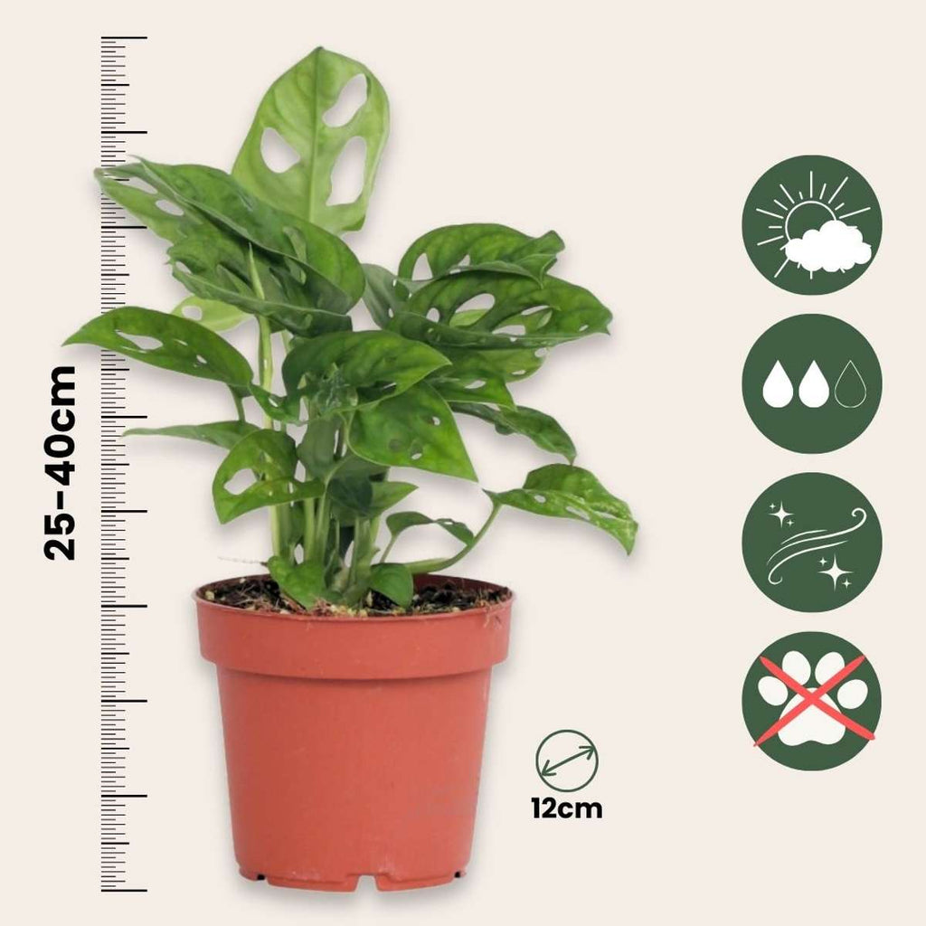 Mini Swiss Cheese Plant - Monstera adansonii 'Monkey Mask' - H25-30cm - ⌀12cm