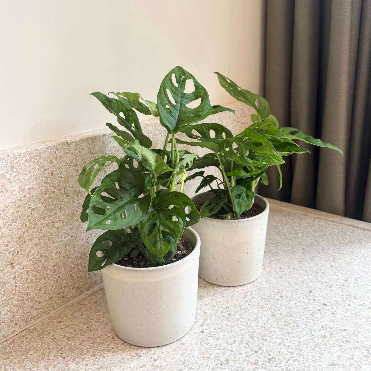 Mini Swiss Cheese Plant - 2 pcs. - Monstera 'Monkey Mask' - H25-30cm - ⌀12cm