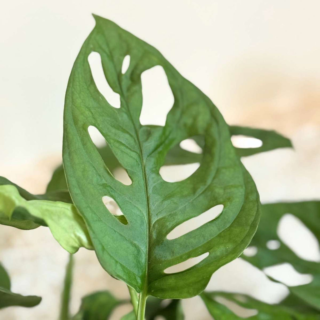 Mini Swiss Cheese Plant - 2 pcs. - Monstera 'Monkey Mask' - H25-30cm - ⌀12cm