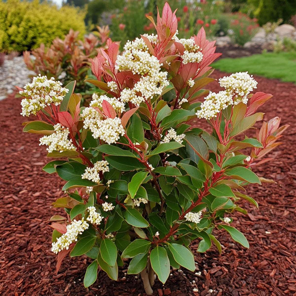 Christmas berry - 2 pcs. - Photinia fraseri 'Red Robin' - Height 30-40cm - ⌀17cm